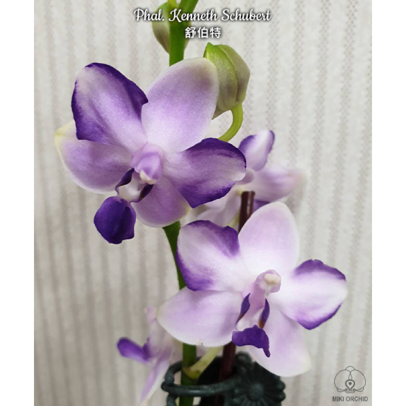 Шомин порно үлгісі Ыстық kinky jo порно